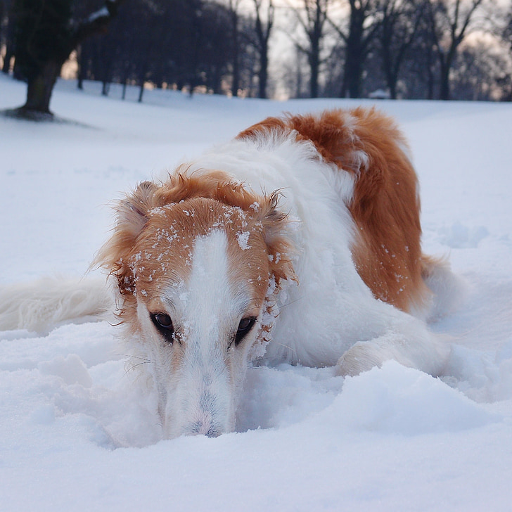 gos, borzoi, Llebrer, l'hivern, neu, jugant