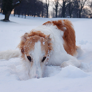 cão, Borzoi, cão de caça, Inverno, neve, jogando
