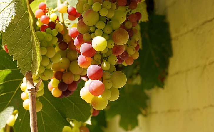 anggur, anggur, anggur hijau, winegrowing, tanaman merambat, berumur, makanan dan minuman