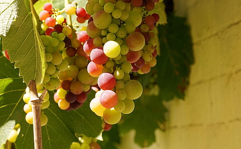 grapes, vine, green grapes, winegrowing, vines, mature, food and drink