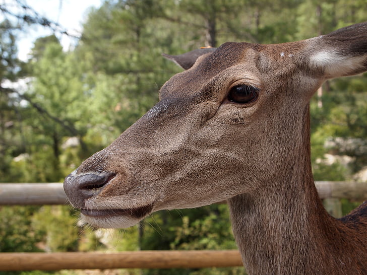 deer, animal, fauna, mammals