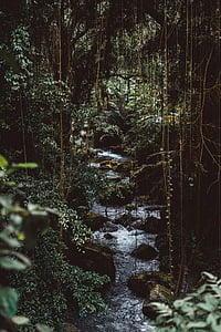 nature, woods, forest, mossy, travel, adventure, hike