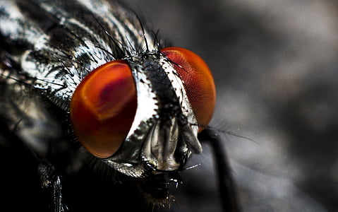 anténa, rozmazané pozadí, Chyba, detail, oči, Fly, hmyz