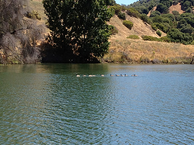 northern california, lake mendocino, ducks in a row, lake, water, birds