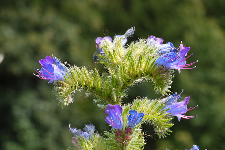 Alpine anlæg, Panicle, Boom, blomster, blå, lilla, Violet