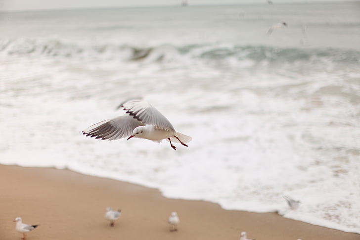 Seagull, Nieuw, zee, vogel, strand, natuur, zand