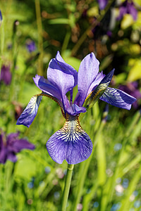 Iris, flor, flor, flor, tancar, planta, lliri