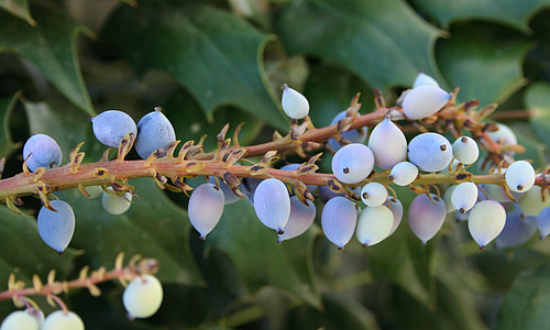 Oregon, grozdni, Holly, vijolična, jagode, aquifolium, narave