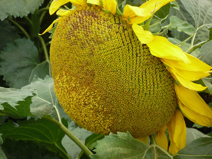 sunflower, flower, alive, nature, agriculture, food, jackfruit