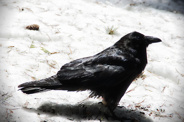 Raven, fugl, Crow, sne, vinter, sort, Aves