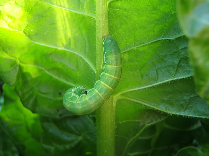 green, leaf, nature, caterpillar, worm, veins, chard