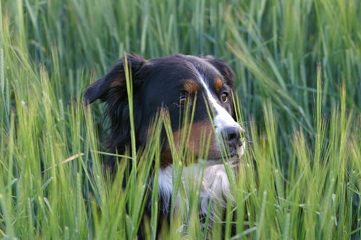 chien, Berner sennen chien, Meadow, Portrait