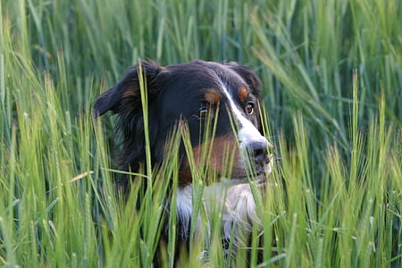 pies, Berner sennen pies, łąka, portret