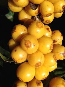 kuning, kuning buah, kafe kuning, berumur, buah tropis, kopi, pertanian