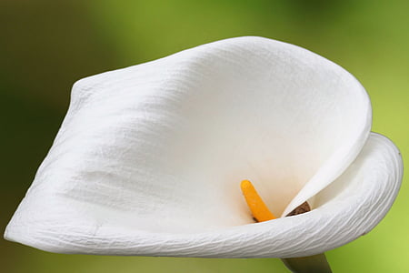 cvet, cvet, cvet, Močvirska kačunka, bela, beli cvet