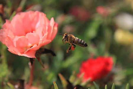 μέλισσα, αγριομελισσών μέλισσα, χρωματιστά, πτήση, μέλι, γύρη, έντομα