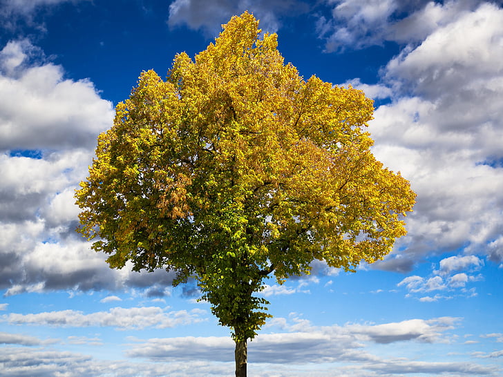 Есен, дърво, златна есен, листа, настроение, небе, есента цвят