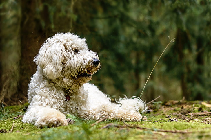 golden doodle, dog, forest, nature, animal, forest path, lying