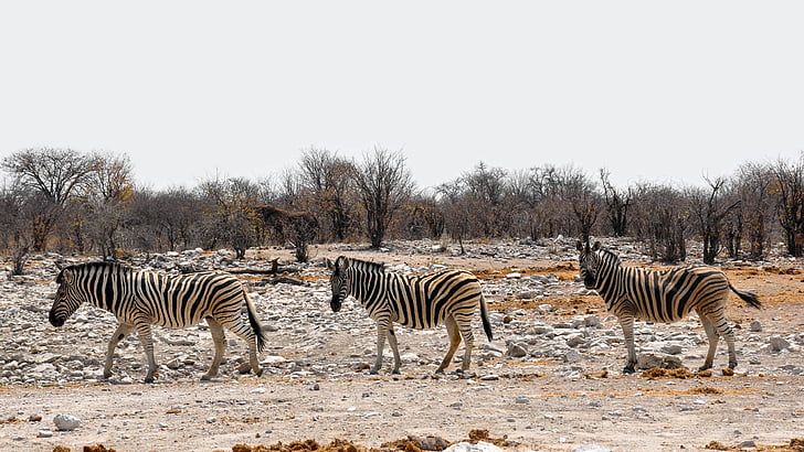 zebres, Àfrica, Namíbia, natura, sec, Parc Nacional, animal