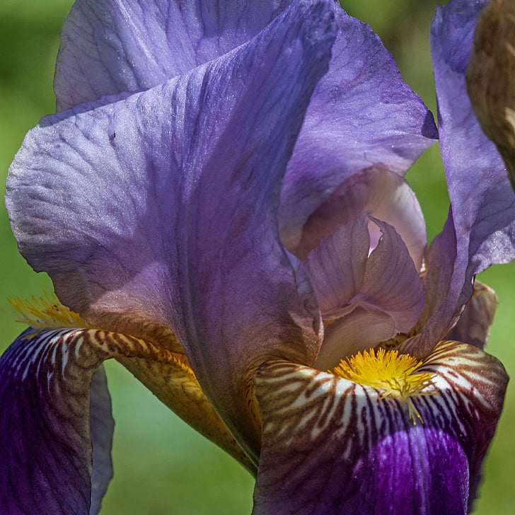 lirio, Iris, flor, flor, floración, Iridaceae, sección