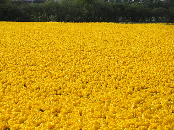flower field, yellow, tulips, spring, bulbs, plants, blooms