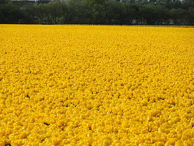 kvetinové pole, žltá, tulipány, jar, žiarovky, rastliny, kvety