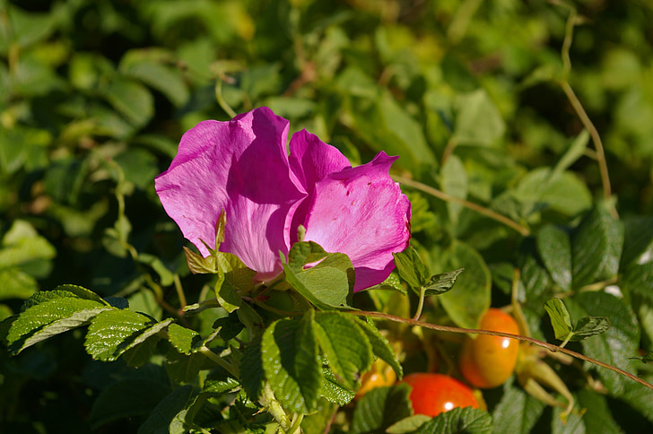 Vadrózsa, Baby rose, burgonya rose, csipkebogyó, kert, Bush, természet
