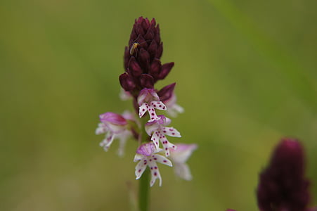 herba de nens marca, Orchis ustulata, orquídia, flor, flor, protegides, en perill