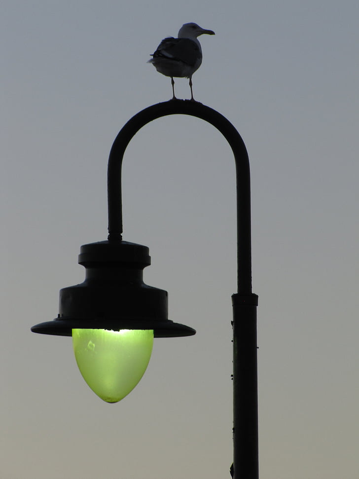 Lanterna, uccello, cielo, la luce verde, sulhouette