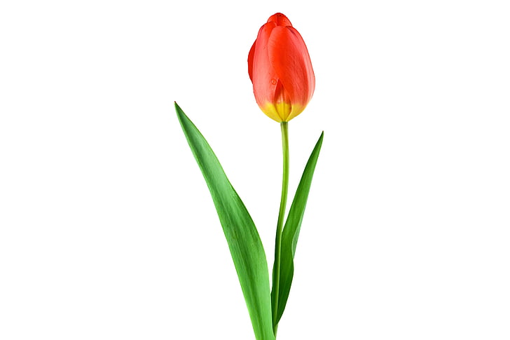 Tulipan, rdeča, rastlin, cvet, Stengel, listov, kapljica vode