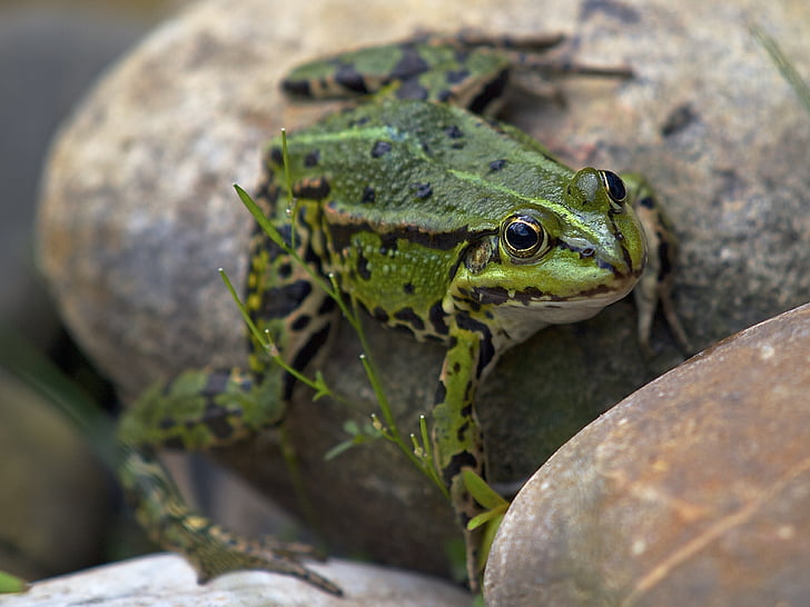 frog, garden pond, amphibian, close, water frog