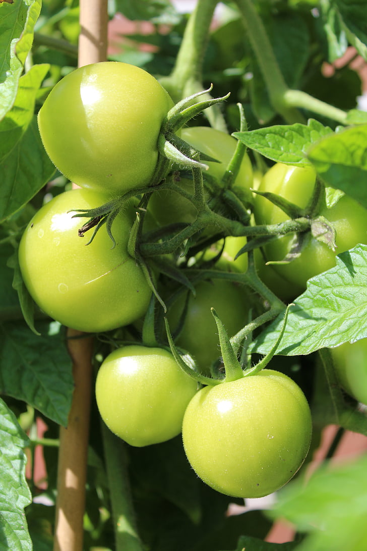 tomat, hijau, dewasa, Taman, sayuran, semak tomat, Malai