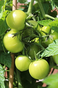 tomates, verde, no madura, jardín, verduras, arbusto de tomate, panícula
