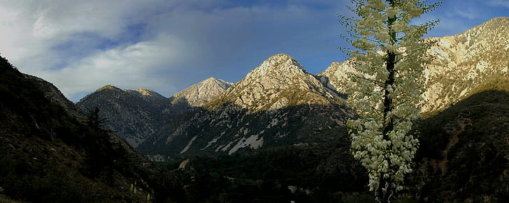 montaña, yuca, paisaje, Southwest, California
