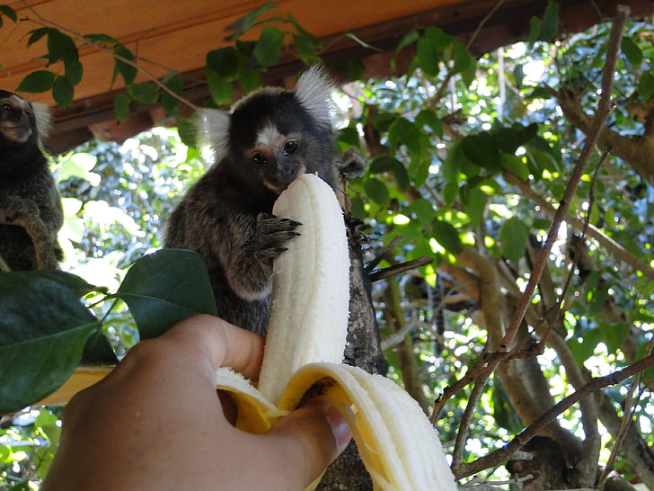 beždžionė, bananų, pašarų, natūralus, gyvūnų, mielas, Laukiniai gyvūnai