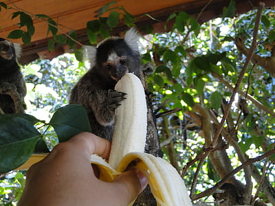 opica, banana, krme, naravne, živali, srčkano, prosto živeče živali