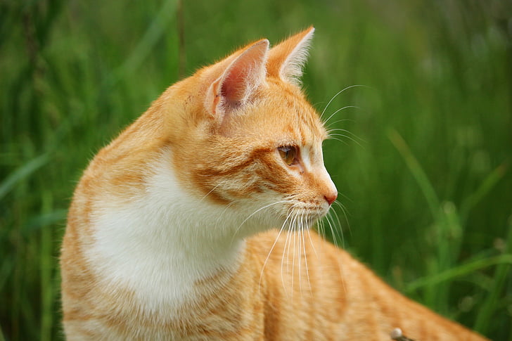 котка, коте, mieze, червено тигрово таби, червена котка, скумрия, трева