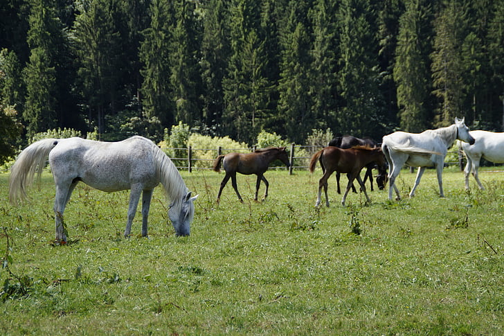 mares, 새끼, 아랍인, 번 식, 금형, 말의 품종, 아랍 품종