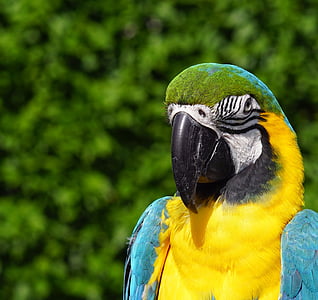 blauara, parrot, bird, feather, colorful, animal, macaw