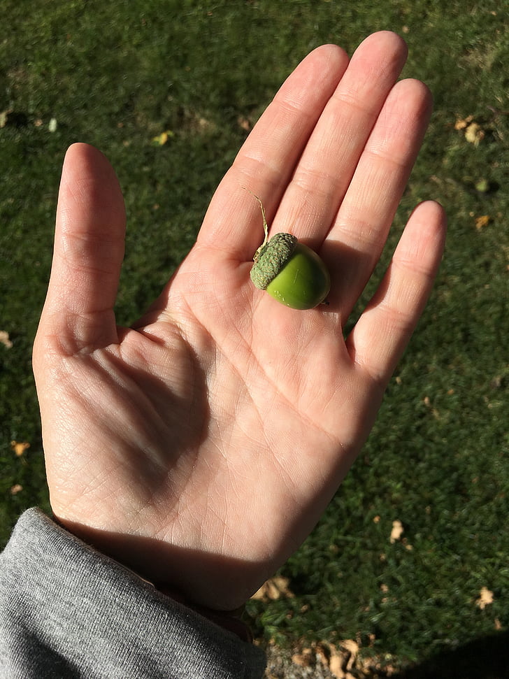 hand, nut, outdoors, the nature of the, human Hand, green Color, nature