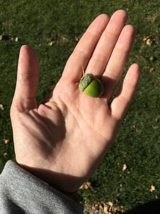 ръка, орех, на открито, естеството на, човешка ръка, зелен цвят, природата
