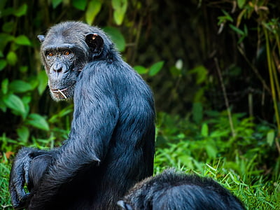 chimpanzé, macaco, macaco, modo de exibição, vida selvagem animal, um animal, animal