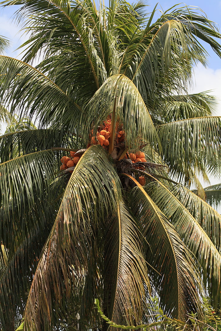 Palm, kookospähkli, puu