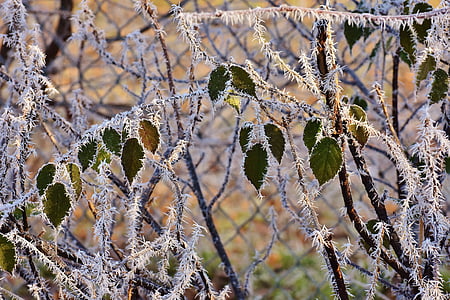 frunze, iarna, Frost, gheata, congelate, Iced, natura