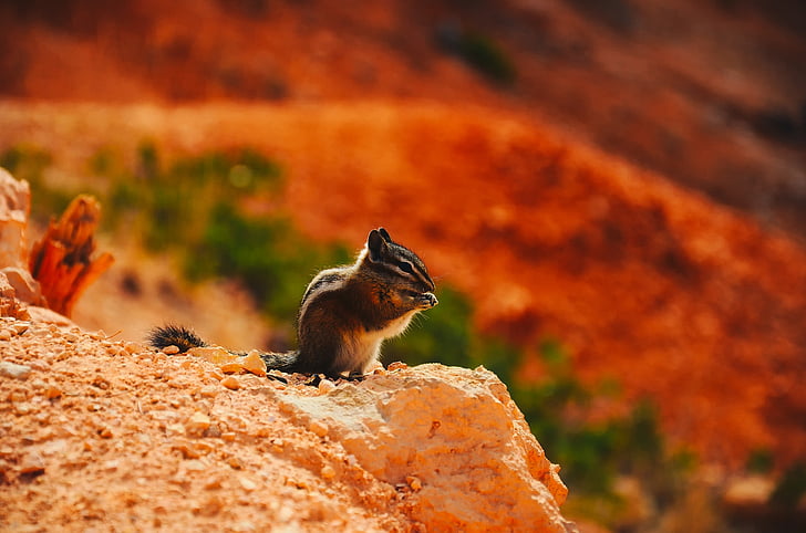 esquirol llistat, animal, vida silvestre, valent, macro, close-up, canó de Bryce