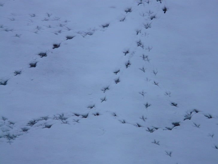 bird tracks, animal track, reprint, snow, traces, winter, bird footprint
