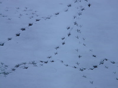 Vtáčie stopy, zvieracie stopy, dotlač, sneh, stopy, zimné, Vtáčie stopy