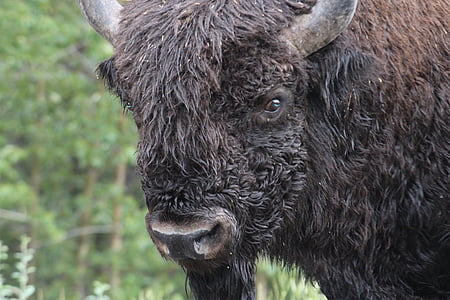 bison, buffalo, cattle, animal