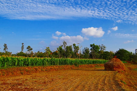 maize, crop, corn, paddy-stack, cultivation, agriculture, farm