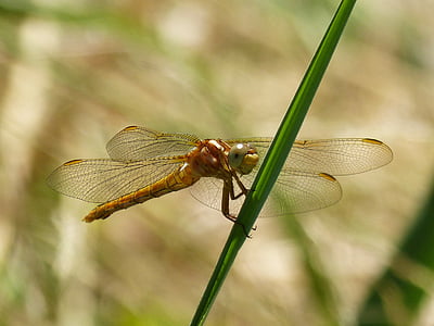 Dragonfly, guld trollslända, Sympetrum fonscolombii, Leaf, vattenmiljön, våtmark, skönhet